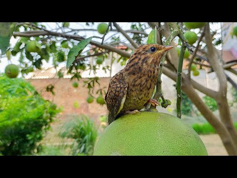 Video Khi Các Bạn Xem Được Video Này Thì Chú Chim Tu Hú Non... - youtube