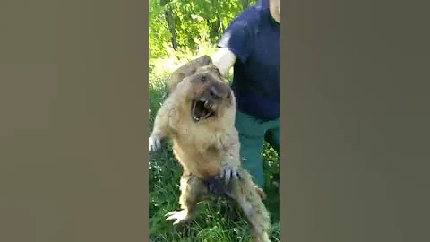 Поймали суслика