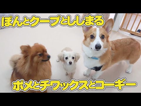 【T♡ちゃんページ】 ☆チワックスさんとコーギーさん☆ hqdefault.jpg