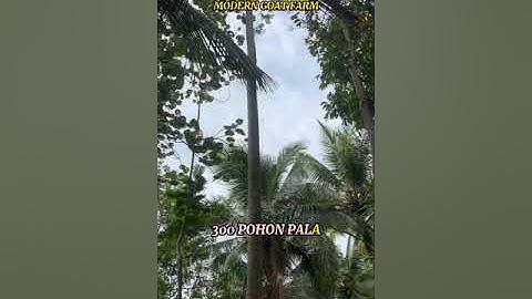 KAVLING KAMBING PADAHERANG PANGANDARAN, SOLUSI BISNIS TERBAIK SAAT PANDEMI