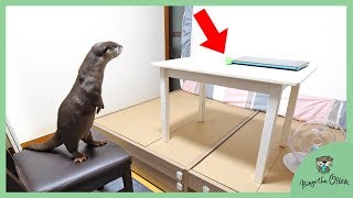Otter Bingo the jumping master