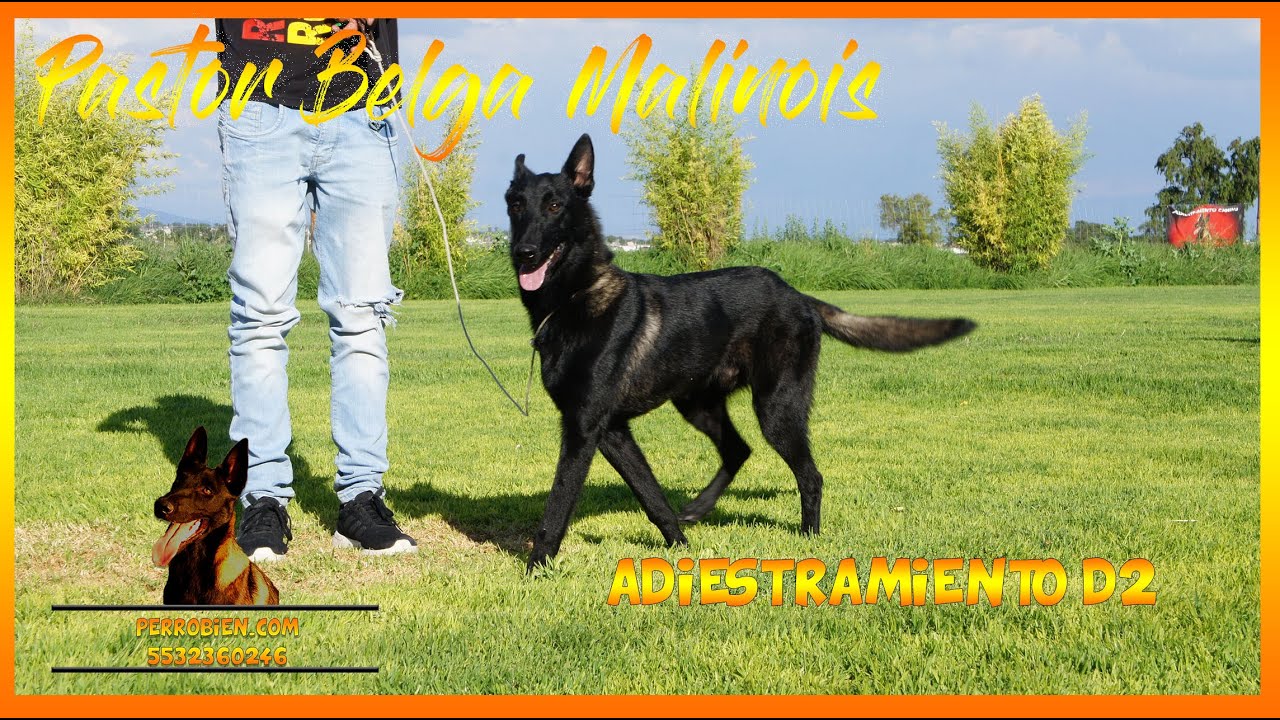 Dia 2 como entrenar aun perro para guardia y proteccion en 60 dias