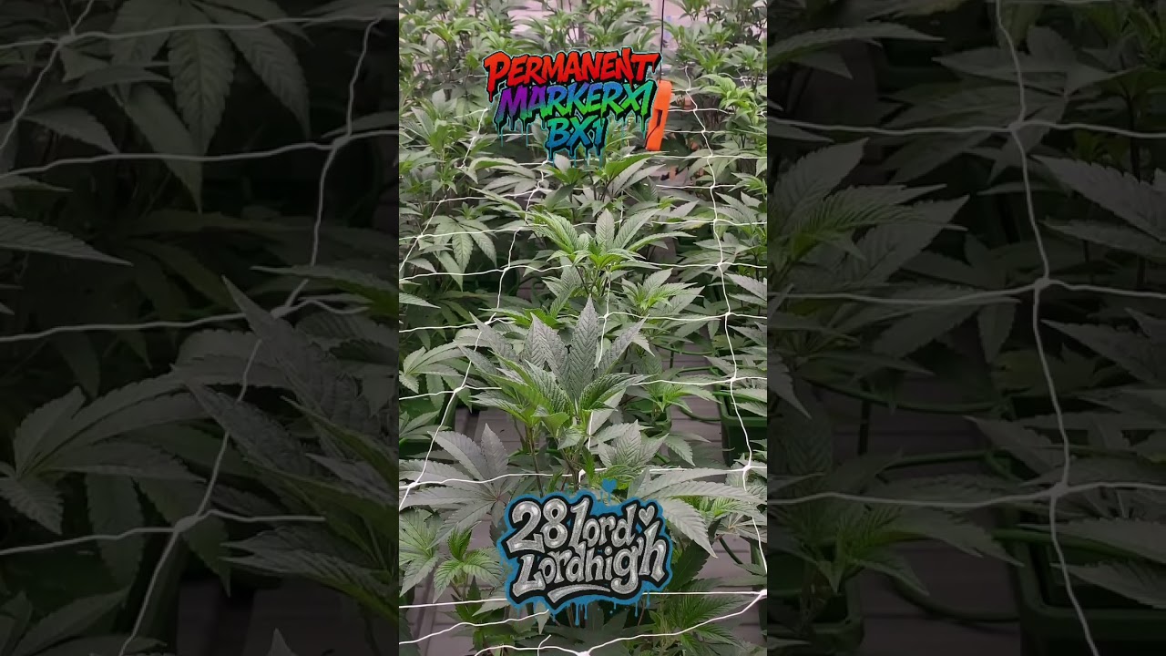 Switching Day1 Generative stage 14days Veg 1.0Vpd Feeding Front RawAg 3.0Ec 🩸🧬✨