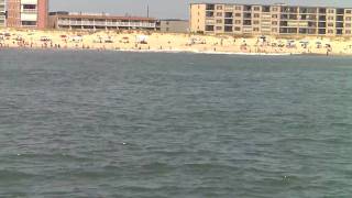 The Search Is On For Dolphins