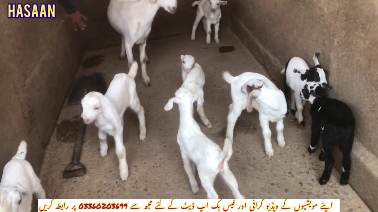 Dozen Of Baby Goats Playing Yelling Jumping Cute kids YouTube