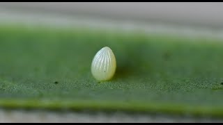 Monarch Butterfly Caterpillar hatches from egg | Mr DKN