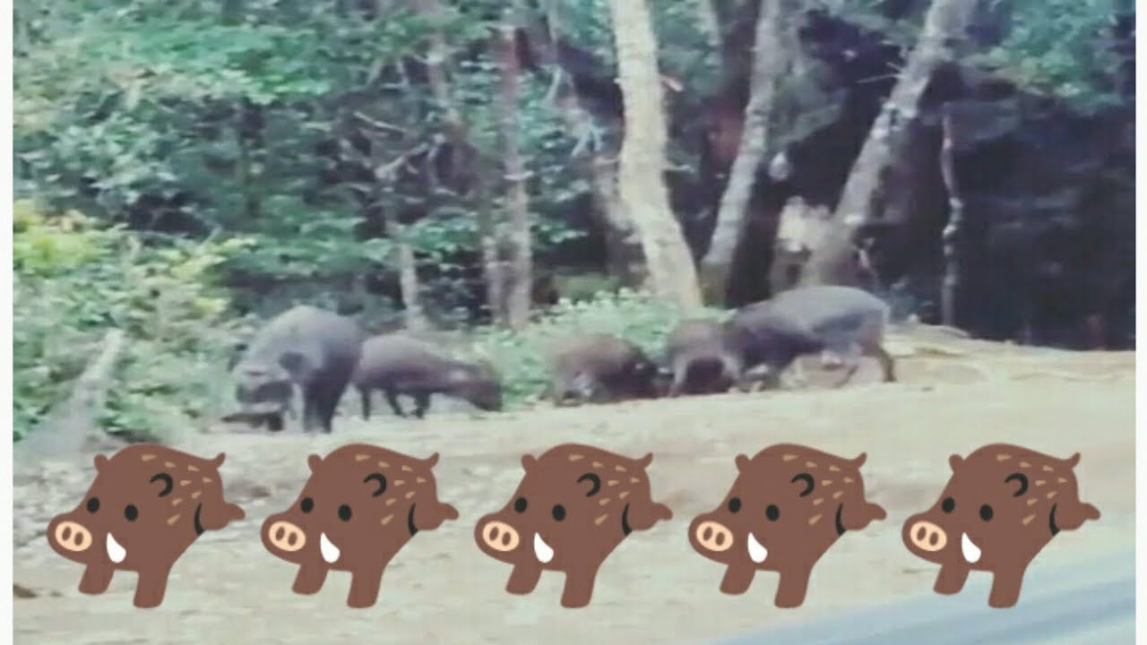 BABI HUTAN DI  GUNUNG  CIKURAY  VIA PEMANCAR YouTube