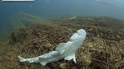 Downbelow Ghost Net Removal November 2017