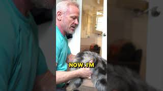Mini Australian Shepherd Pup Hurts Hip At Park  Receives Healing Chiropractic Care From Dr. Doug!