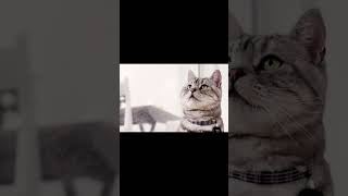 American Shorthair Cat Breed 13