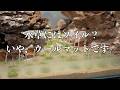 【ソイル不使用】ありえない方法で超高難易度水草を使った山岳レイアウト水槽に挑戦