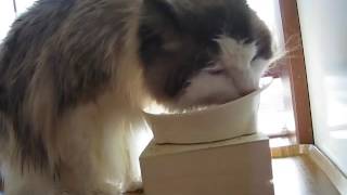 【Cat ragdoll Eating delicious Food】 by Catcafe 23 views 7 years ago 1 minute