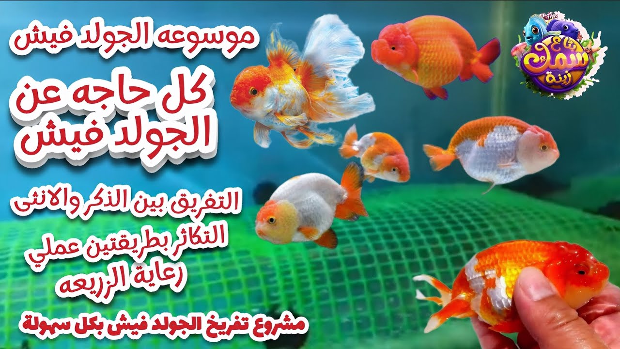 الجولد فيش من البداية للتفريخ بطريقتين عملي (مشروع منزلي مربح)