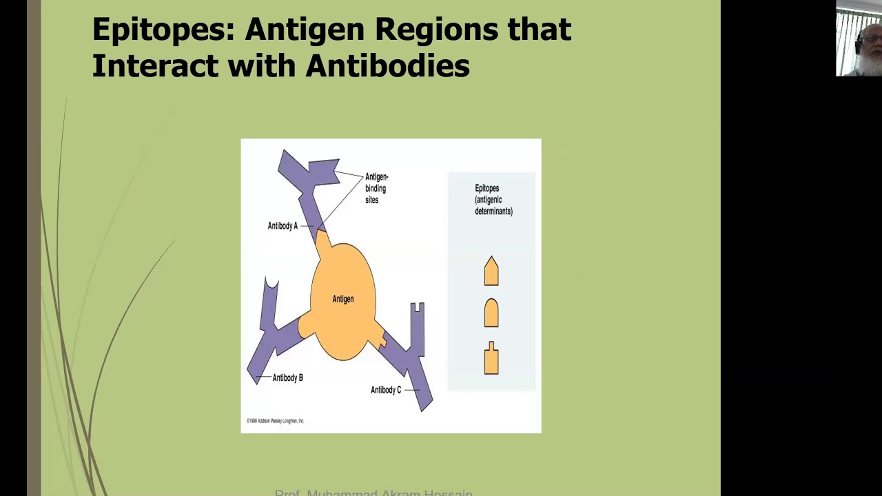 Antigens and Immunogens YouTube