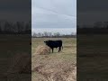 The best kind of toys, are the ones you can eat too!! #bull #farmlife #farm #kentucky #cattle #cows