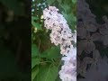 #бузок #2026 #підпишись #viral #весна #shorts #flowers #spring #квіти #дофамін #радість #вірусне