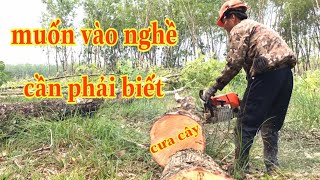 muốn vào nghề cưa cây cần phải biết | hoai han vlog