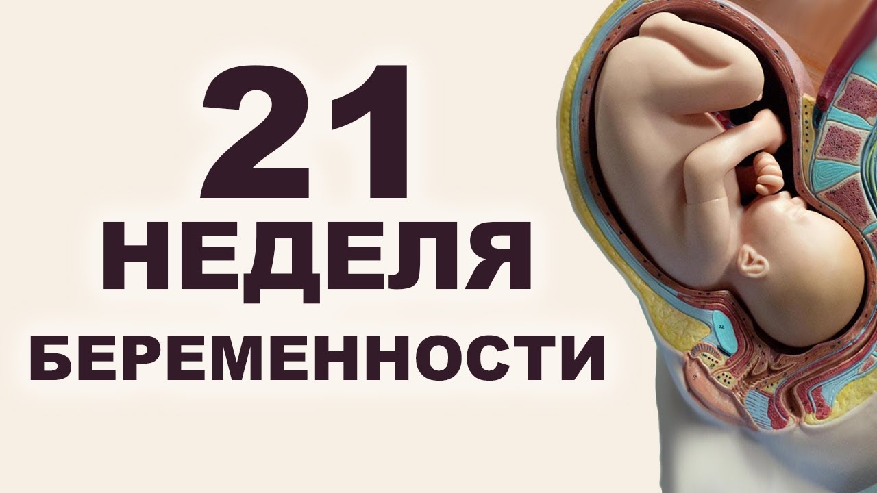 Почему на 21 недели. Ребенок на 21 неделе беременности. 21неделья беременности. Малыш на 21 неделе беременности.