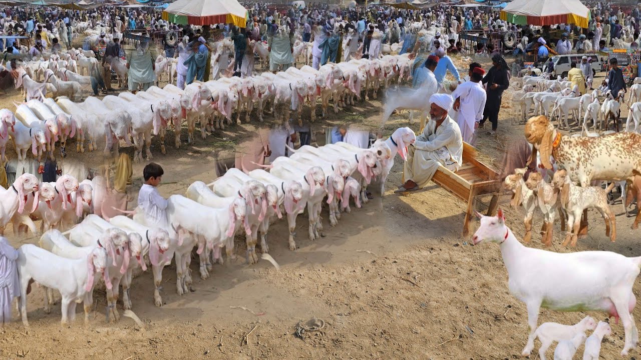 17 November 2025 Rajanpur bakra mandi pakistan پنجاب کی سستی منڈی Subha ky rate gir ghye 😥 aj bhi 