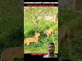 #subscribe #lion #tiger