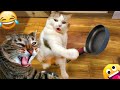 New funny animal 2024 funniest dogs and catss 