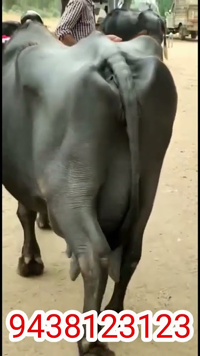 Murra buffalos for sale 9438123123