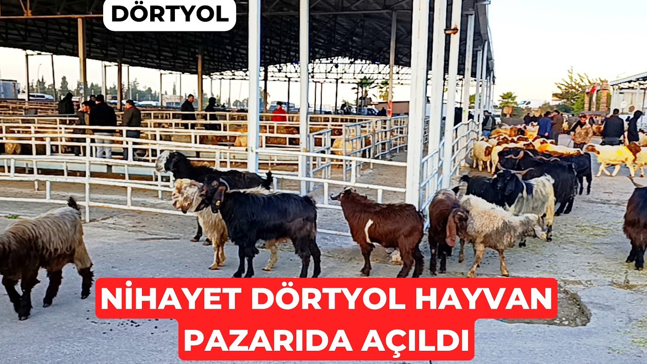 20.12.2025 DÖRTYOL HAYVAN PAZARI #kurbanbayramı #kurbanlıkfiyatları #kuzu #toklu #keçi #hayvanpazari