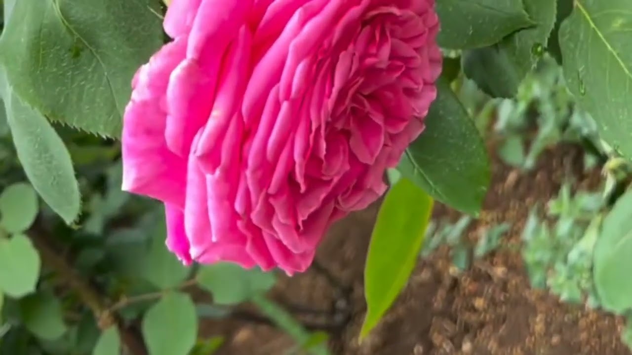 Allah's Beautiful Flowers Creation and Melody of Birds Part1 