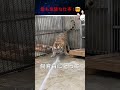 動物園で最も難しい仕事は、トラをお風呂に入れることです。