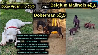 91214 18006 | dogo Argentino, Doberman, Belgium Malinois puppies for sale in telugu | Aj pets