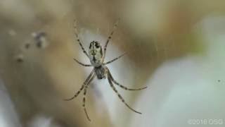 Summer Science Exhibition 2016: Spider webs and silk screenshot 5