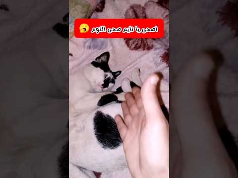 اصحى يا نايم صحى النوم