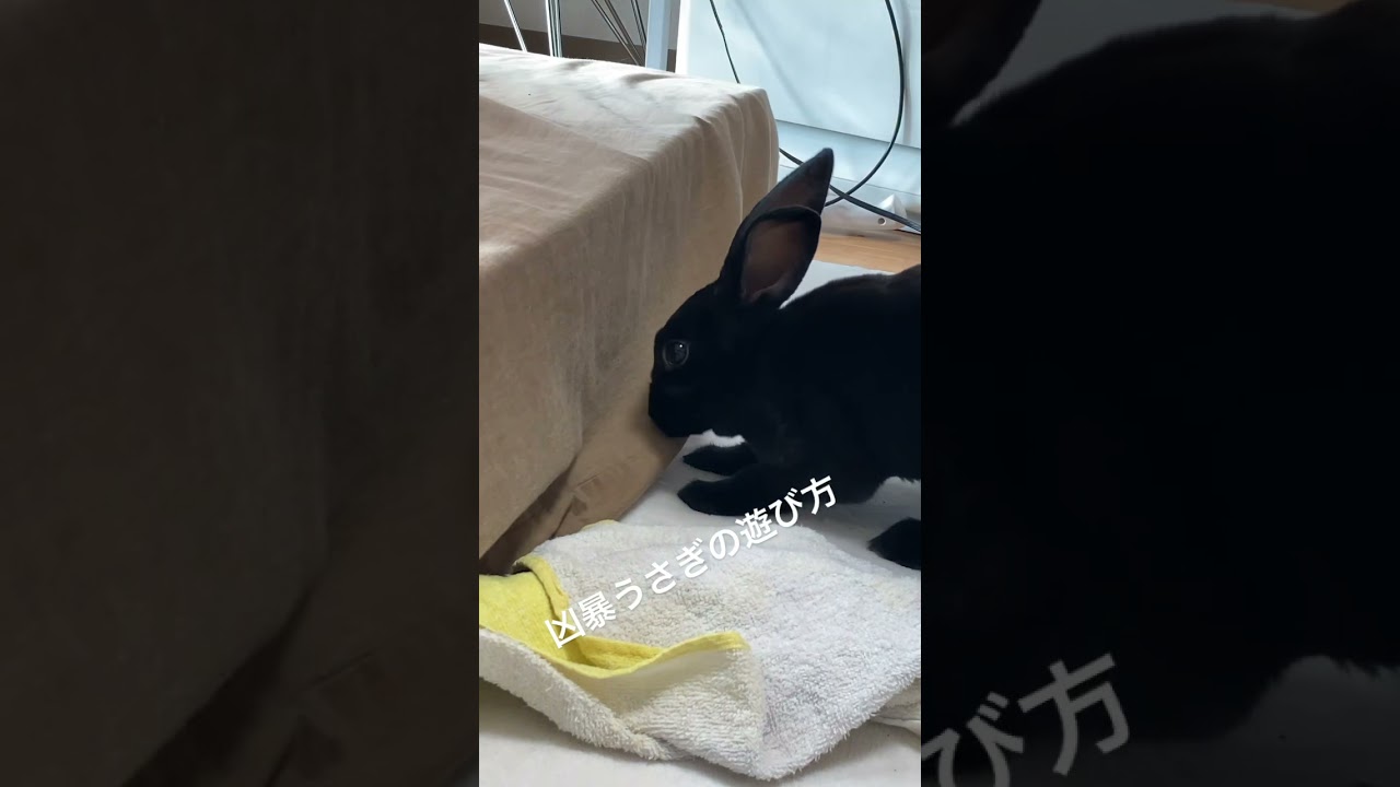 暴力うさぎの遊び方 Shorts Youtube