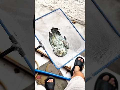 Big monster head flowerhorn cichlid 🔥