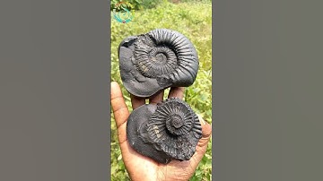 Shaligram, laxmi narayan shaligram shila - gandaki river nepal - fossil ammonite  #short #shortsfeed