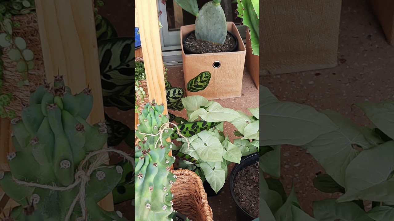 Sunshine Coast, Солнечное побережье slide 2 