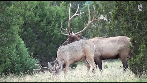 Archery Mule Deer Hunt **2012 No Excuses #2-OTC