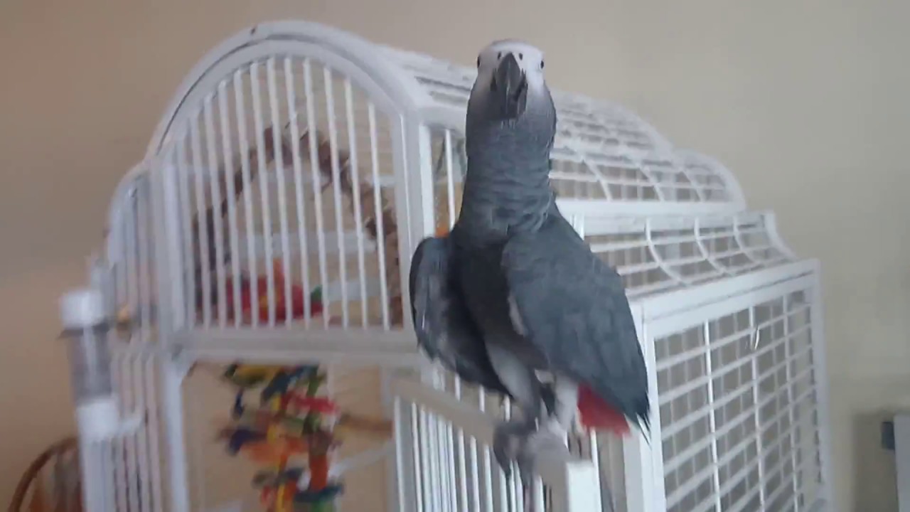 African Grey cage setup YouTube
