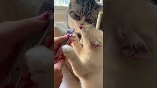 Small Cat Nibbles Big Cat's Tongue Unintentionally While Snacking
