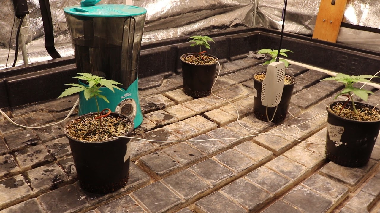 MARSHYDROLED_AMAZON 10x5 GROW ( 15 Days ) MARSHYDROLED, TSW2000,TSL2000,TS1000,TS600