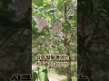 #여기는 #동두천중앙역 앞 #보람언니와 #남부선 #라일략꽃향기에 #취하다?
