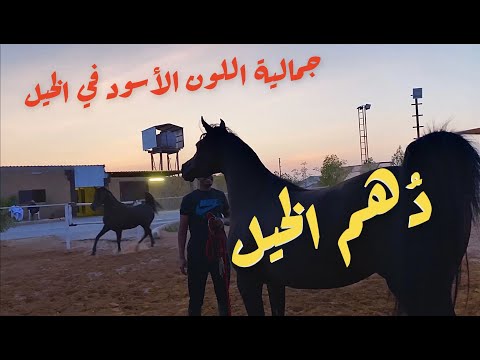 د هم الخيل ملوكها فيديو عن جمال الخيل العربية الأصيلة السوداء