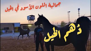 دُهم الخيل ملوكها - فيديو عن جمال الخيل العربية الأصيلة السوداء 😍