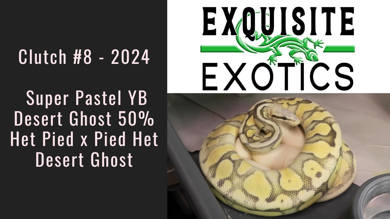 Clutch#8 2024 - Super Pastel Yellow Belly Desert Ghost 50% Het Pied x Pied Het Desert Ghost