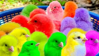 Catch Cute Chickens, Colorful Chickens, Rainbow Chicken, Rabbits, Cute Cats, Ducks, Animals Cute175