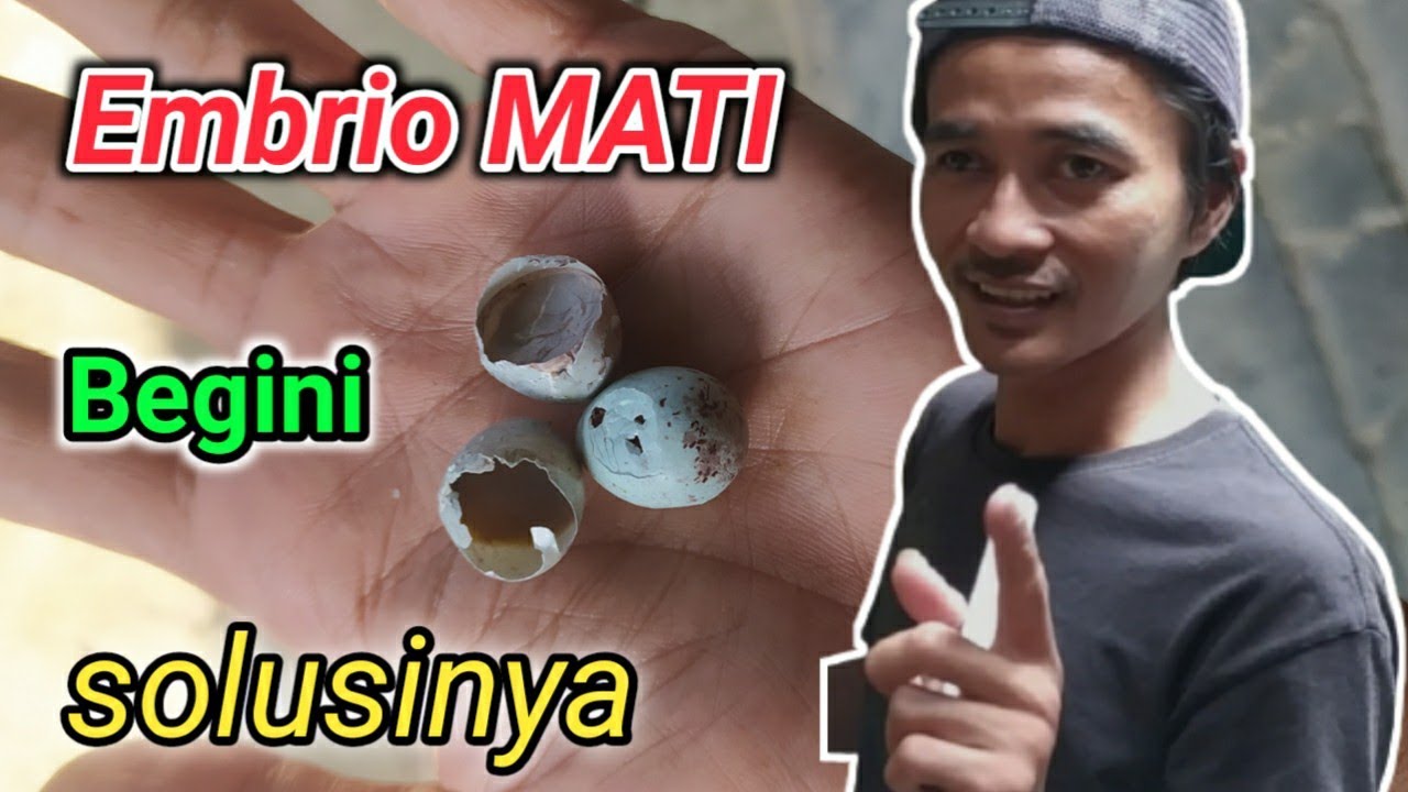 cara mengatasi telur kenari gagal menetas