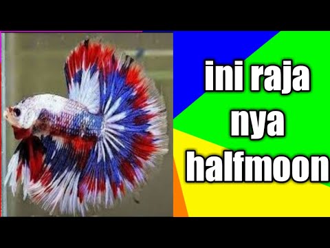 Cupang halfmoon 
