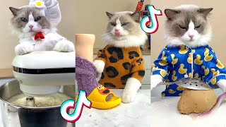 That Little Puff | Cats Make Food 😻 | Kitty God & Others | TikTok 2024 #92