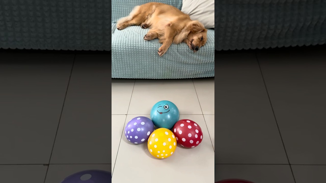 Crunchy sound ASMR balloon 🎈 popping satisfying video 