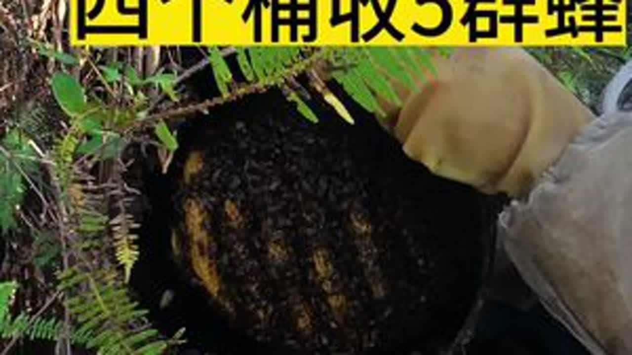 12月15日四个桶收了5群蜜蜂，是怎么回事？一起看看！#蜜蜂#养蜂#诱蜂#诱蜂蜡